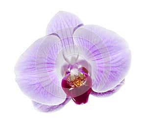 Purple orchid flower, Pink phalaenopsis moth orchid isolated on white background, with clipping path