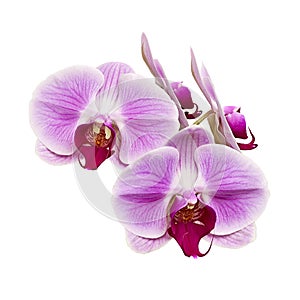 Purple orchid flower, Pink phalaenopsis moth orchid isolated on white background, with clipping path