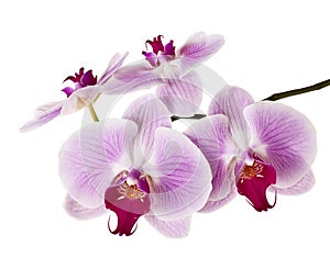 Purple orchid flower, Pink phalaenopsis moth orchid isolated on white background, with clipping path