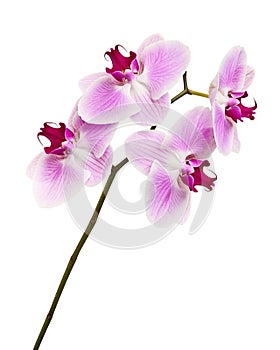 Purple orchid flower, Pink phalaenopsis moth orchid isolated on white background, with clipping path
