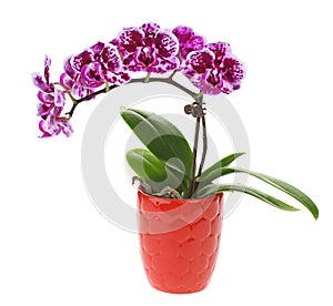 Purple Orchid Flower in Pot