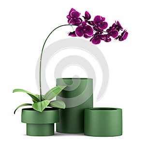Purple orchid flower in pot isolated on white