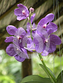 Purple Orchid Flower in rainy season