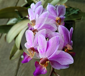 purple orchid flower on soft focus background