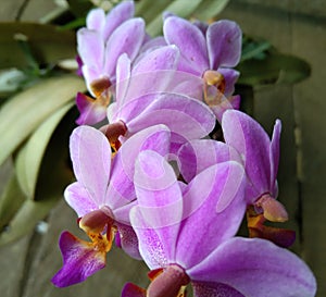 purple orchid flower on soft focus background