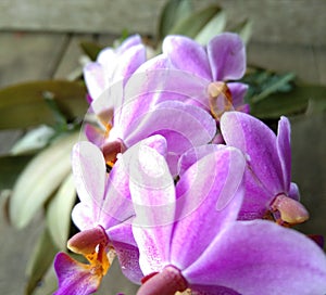 purple orchid flower on soft focus background