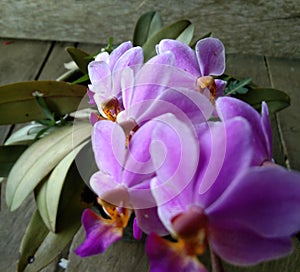 purple orchid flower on soft focus background