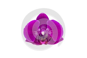 Purple orchid flowerhead, isolated on white background