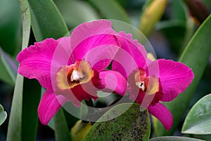 Purple orchid flowers