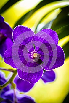 Purple Orchid Flowers