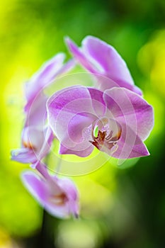 Purple Orchid Flowers