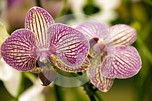 Purple orchid flowers