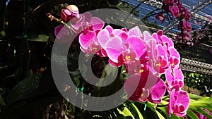 Purple orchid flowers