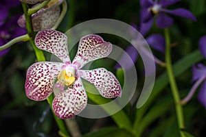 Purple orchid flowers