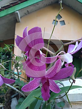 Purple orchid flowers can bloom quickly