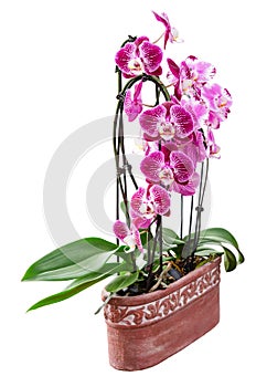 Purple orchid flowers in ceramic pot isolated on white