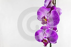 Purple orchid flowers on a gray background. Beautiful template for your design with space for a text.