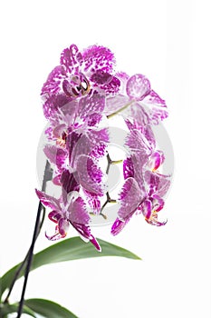 Purple orchid flowers and green leaves isolated on white background. Phalaenopsis Orchid.