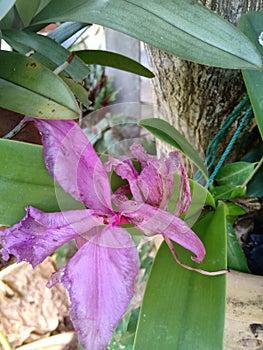 Purple Orchid flowers that have whitered for several day photo