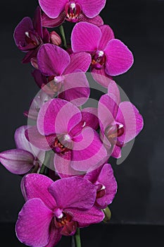 Purple orchid flowers isolated on a black background. Bright spring flowers