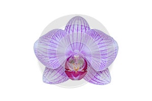 Purple orchid flowers isolated on white background.