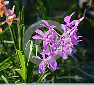 Purple orchid flowers at the park