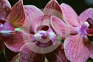 Purple orchid flowers pink on black background flora botanical view of tropical plants beautiful color