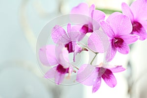 Purple orchid