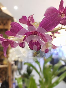 Purple orchid flowers are very beautiful and suitable to occupy your home space
