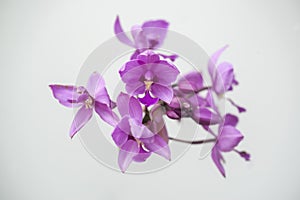 Purple orchid flowers