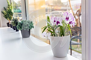 Purple Orchid flowers in a white pot on a wooden table and in a white background.