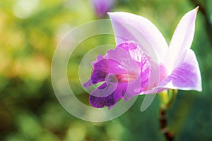 Purple orchid in garden