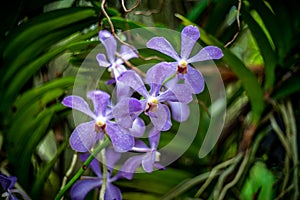 Purple orchid with green blur leaf background