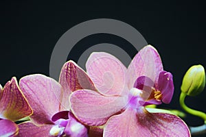 Purple orchid with green bud beautiful houseplant garden flora botanical nature horizontal image
