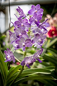 Purple orchid on green leaves background