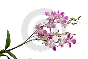 Purple orchid isolated on white background