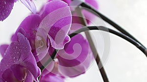 Purple orchid on a light background. Falling drops of water on flowers.