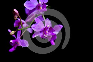 Purple orchid Many flowers black background