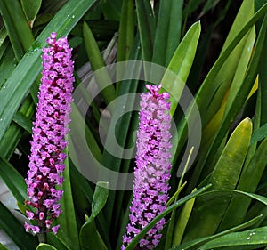Purple Orchid With Many Small Florets