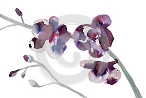 Purple orchid. Minimal ink print