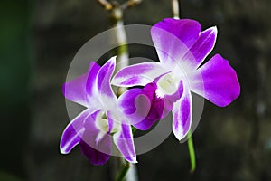 Purple Orchid