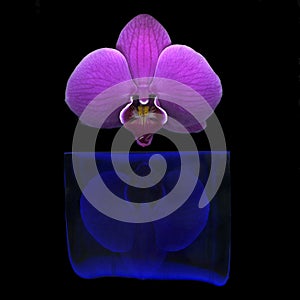 Purple orchid petals