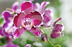 Purple orchid Phalaenopsis, Doritaenopsis