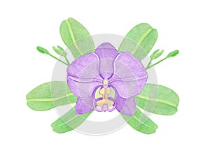 Purple Orchid phalaenopsis watercolor illustration. Beautifull exotic flower in a full bloom with green buds