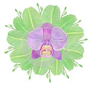 Purple Orchid phalaenopsis watercolor illustration. Beautifull exotic flower in a full bloom with green buds