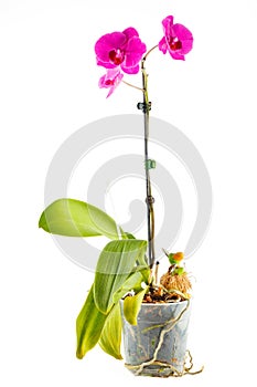 Purple orchid. Pot flower in transparent flowerpo