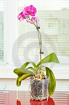 Purple orchid. Pot flower in transparent flowerpot