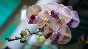 Purple orchid. Purple orchid flowers with stripe lines texture. Floral backgrounds. Spring flower background