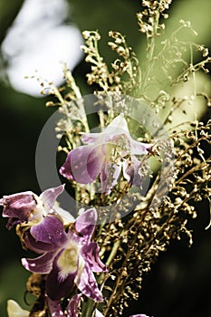 Purple Orchid with shadow background.