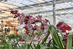 Purple orchid in shop for greenhouse cultivation of indoor flowers